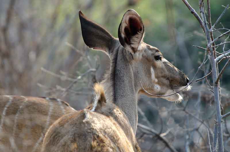 Antílope Kudu - parque nacional de Chobe - Botswana 3.jpg
